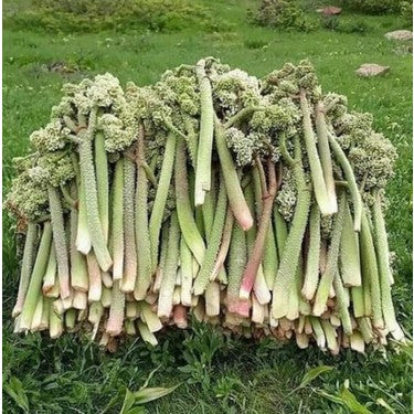 Işkın Kökü Sirkesi - 500 ml